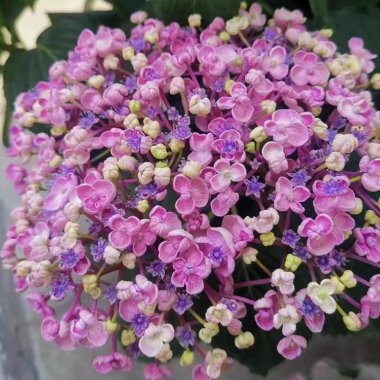 เมล็ดไฮเดรนเจียสำหรับปลูกในกระถาง ทั้งในร่มและกลางแจ้ง ไม้ดอกยืนต้น