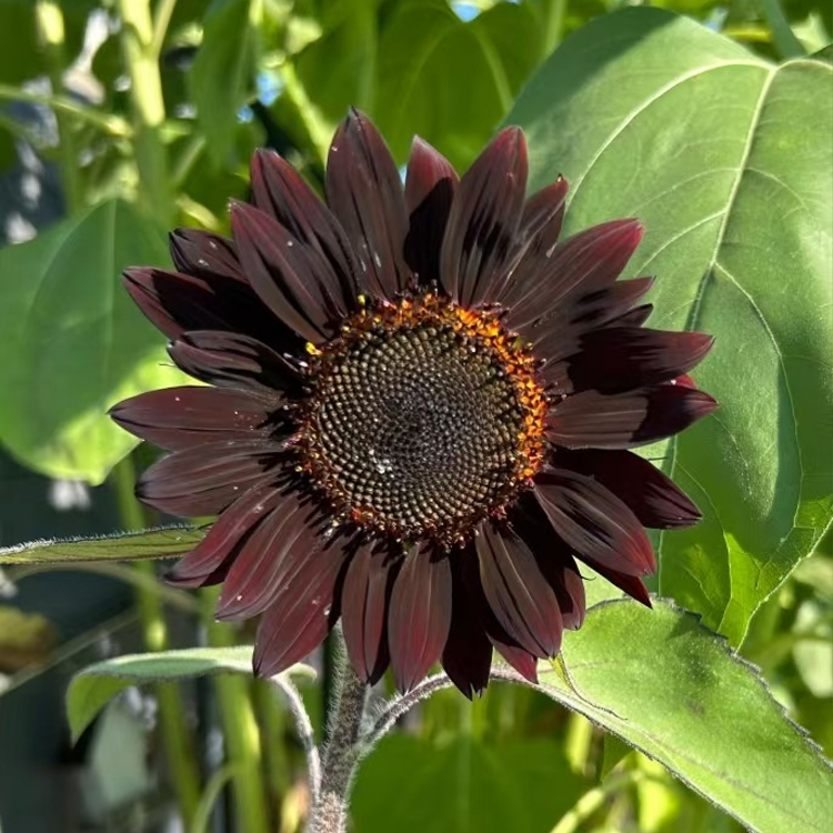 เมล็ดทานตะวัน เมล็ดทานตะวันแคระสีแดงหลากสี สำหรับตัดดอก