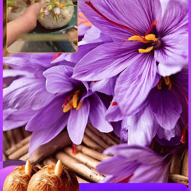 사프란 화분 식물