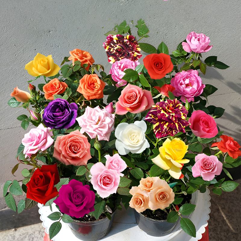 ベランダ用鉢植えバラ