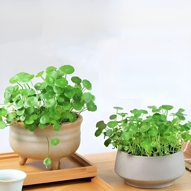 Lucky clover seeds for potted plants