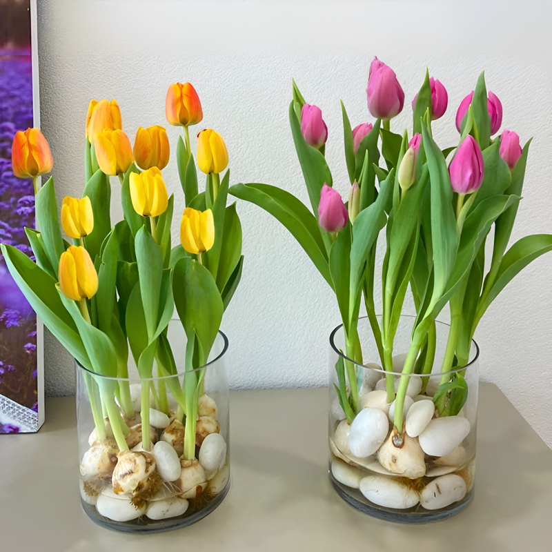 Hydroponic tulips