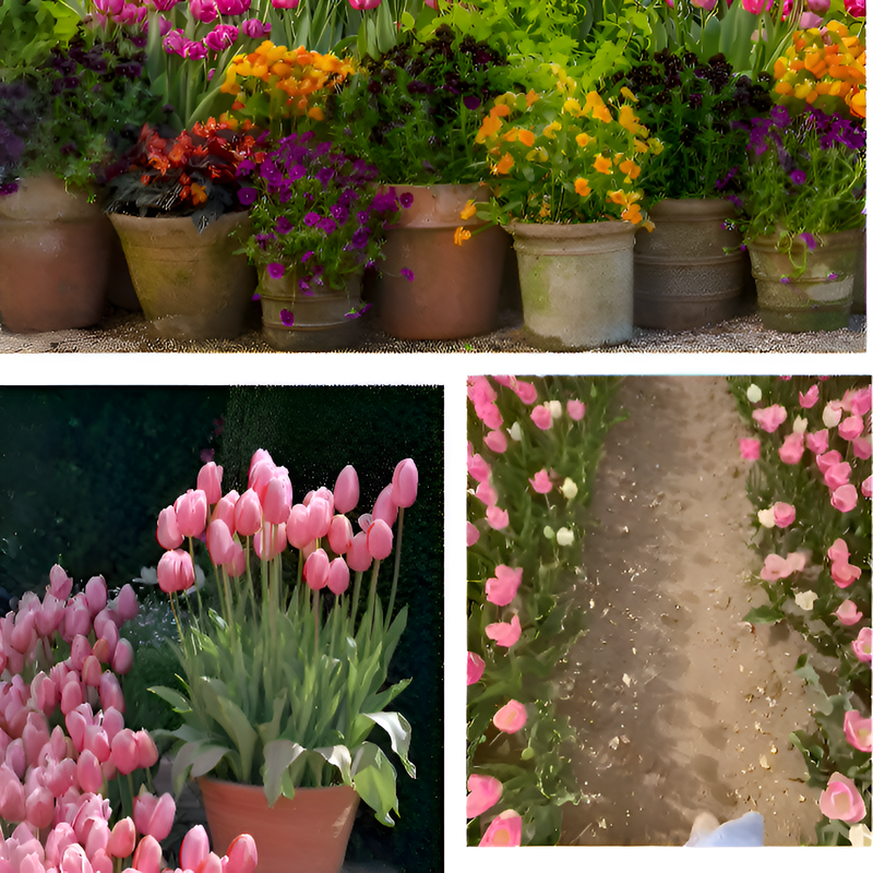 Tulip bulbs hydroponic flowers