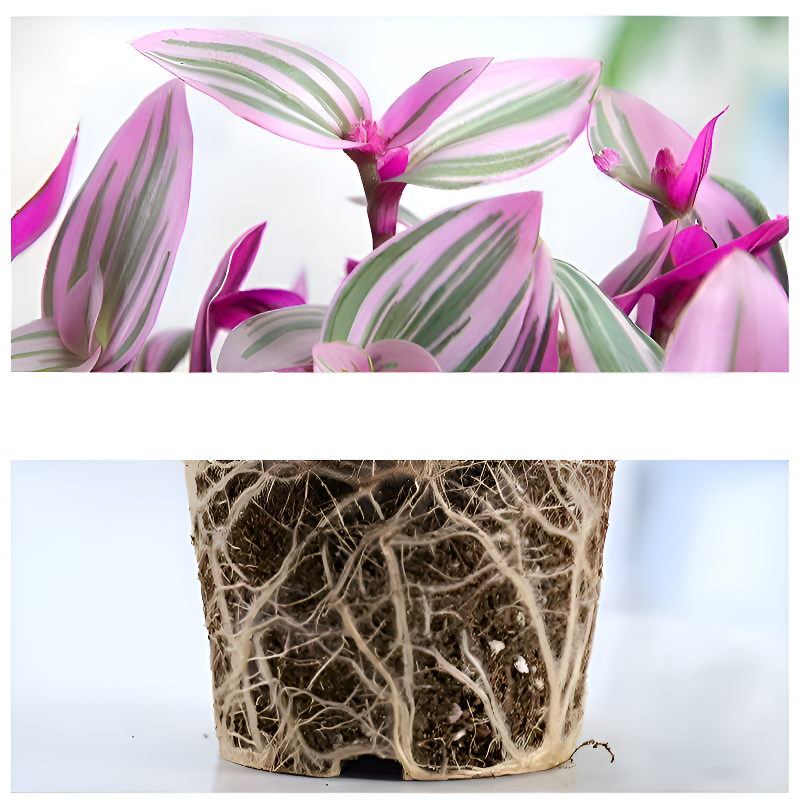 優雅油畫吊蘭室內花卉