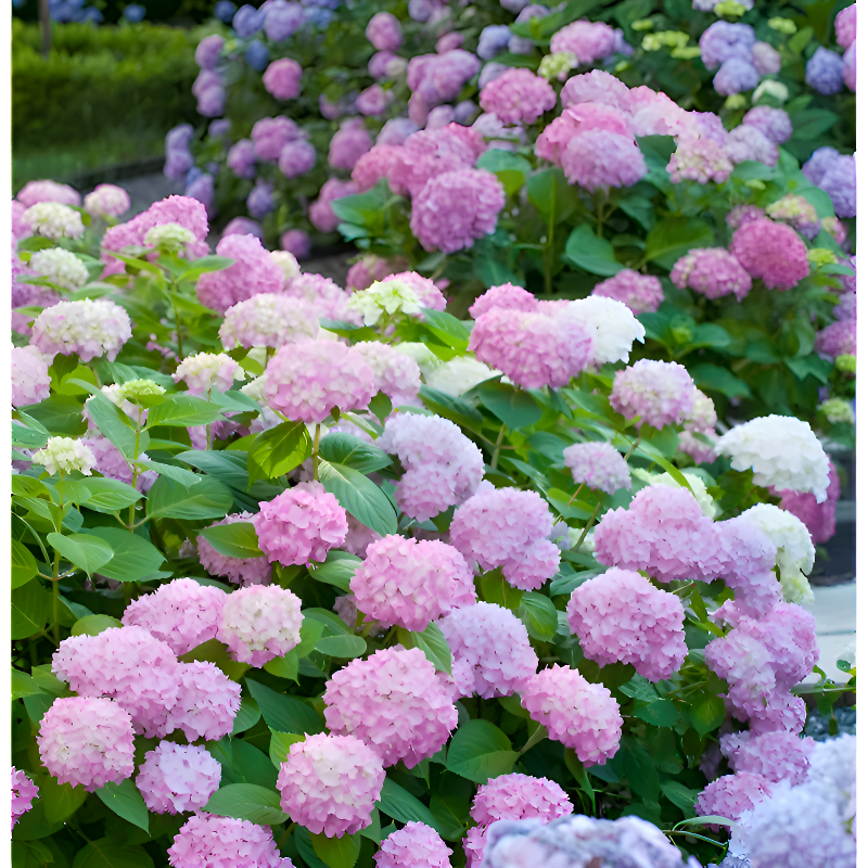 모든 품종의 수국 묘목