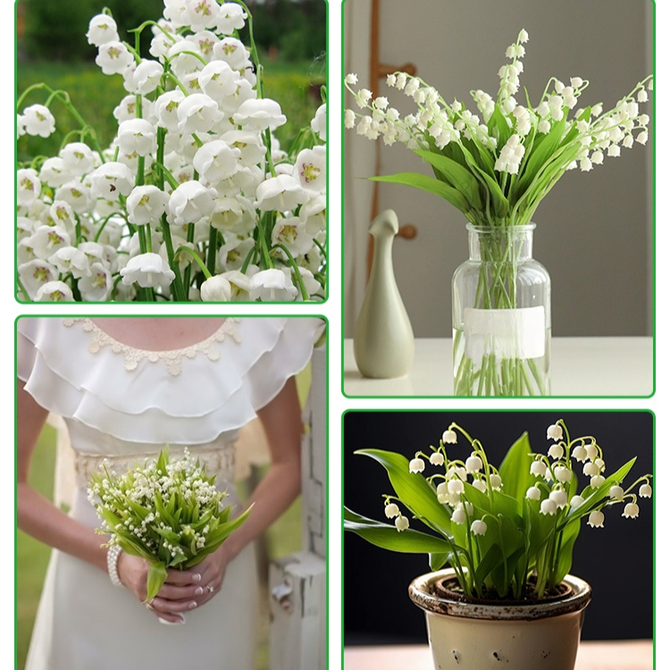 향기로운 은방울꽃 화분