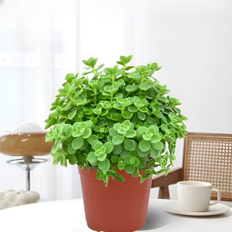 실내 공기 정화 향기