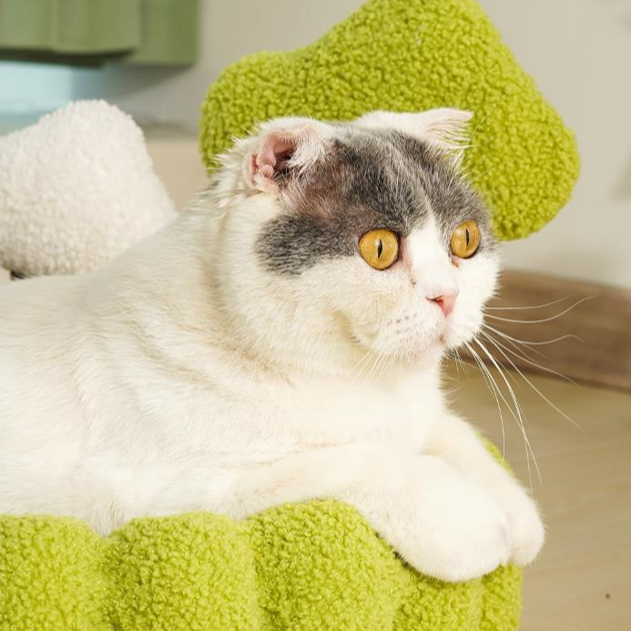 Katzenkratzbaum und Katzenbett