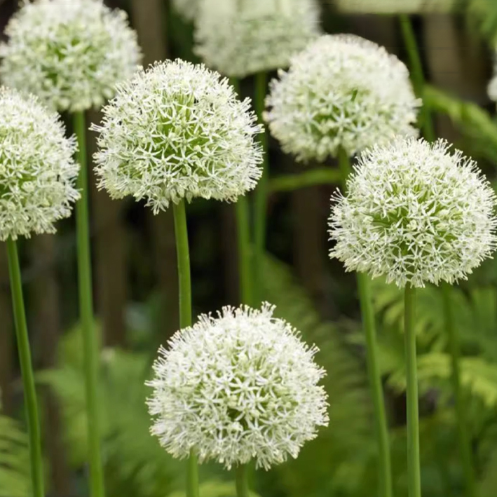 Zierlauch im Topf, einfach zu pflanzen, schnelle Wurzelbildung, Blüte im ersten Jahr