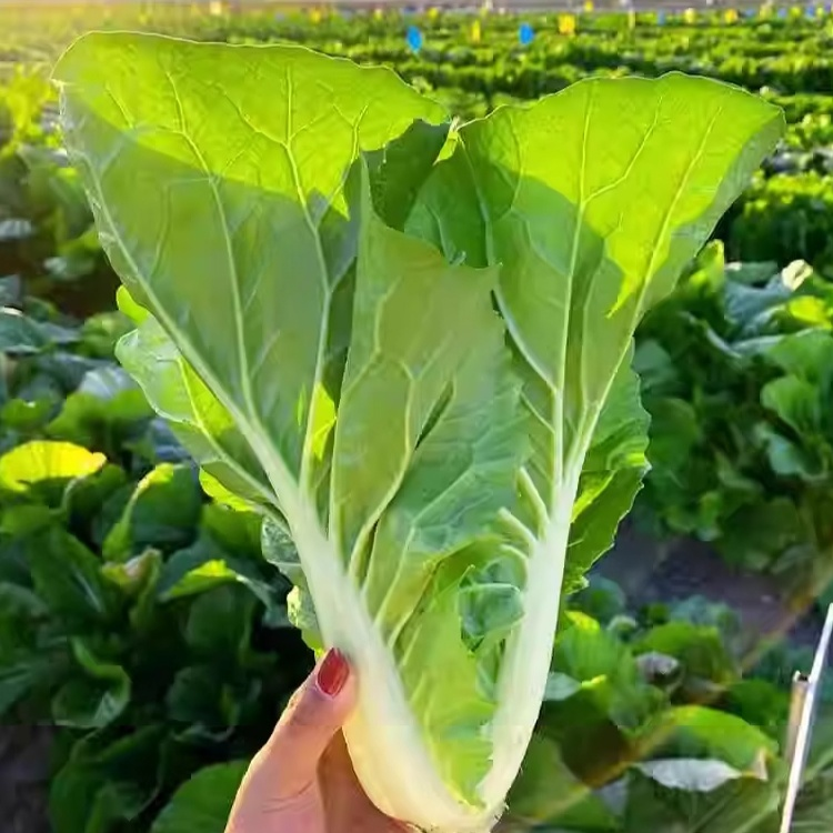 Four Seasons Creamy Bok Choy Seeds