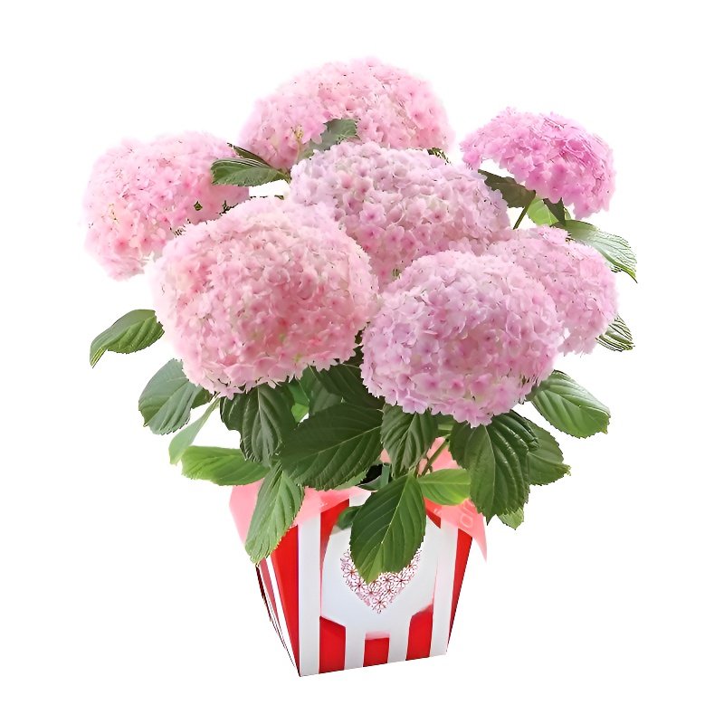 모든 품종의 수국 묘목