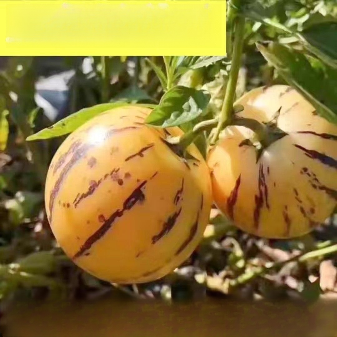 เมล็ดผลโสม