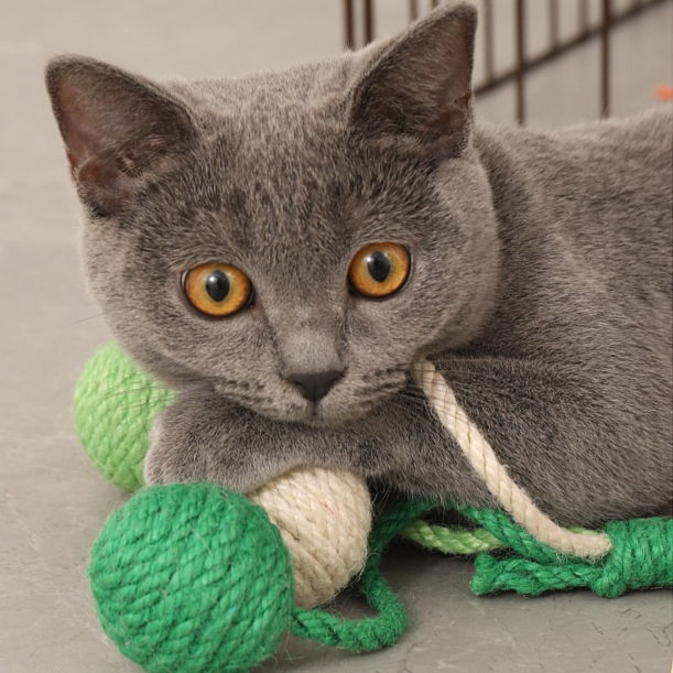 Chat suspendu en sisal