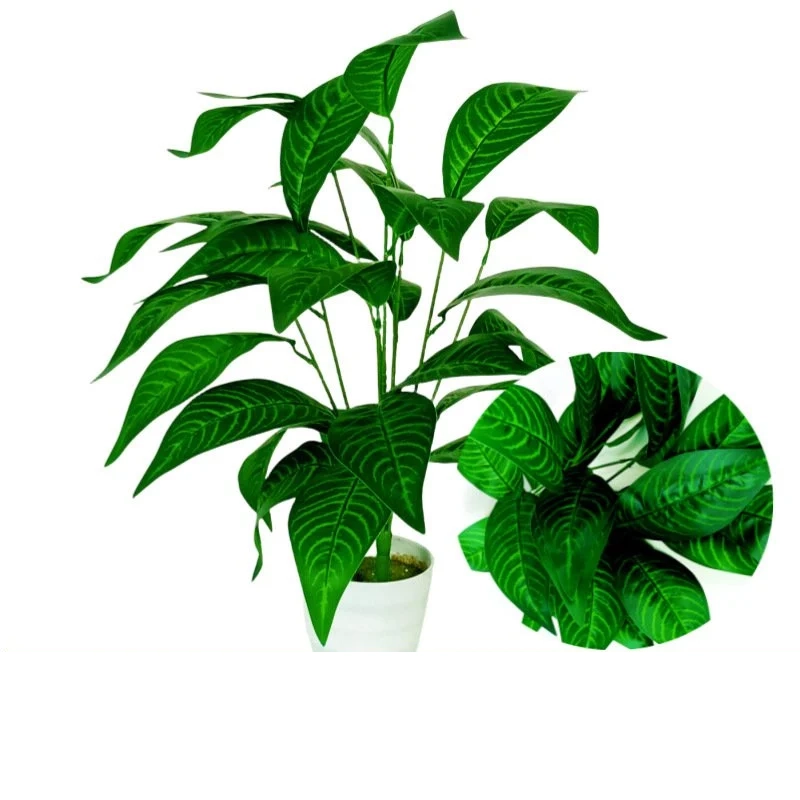 空気清浄植物 モンステラ・デリシオサ盆栽