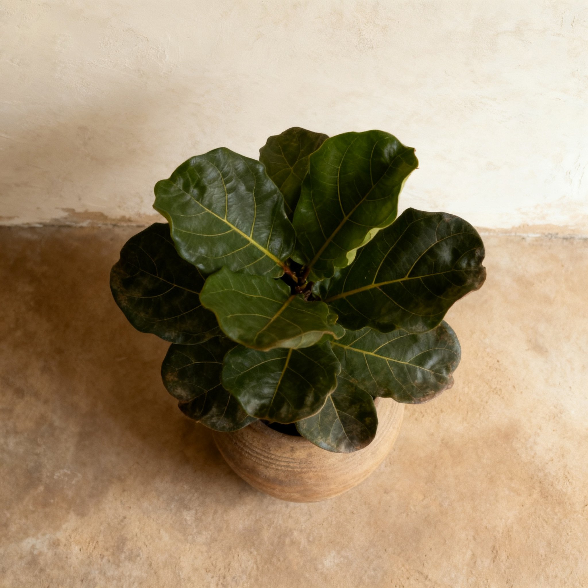 ต้นฟิคัสไลราตั้งกระถาง