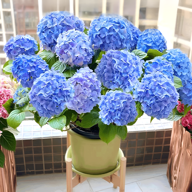 【無尽花】全品種アジサイ苗