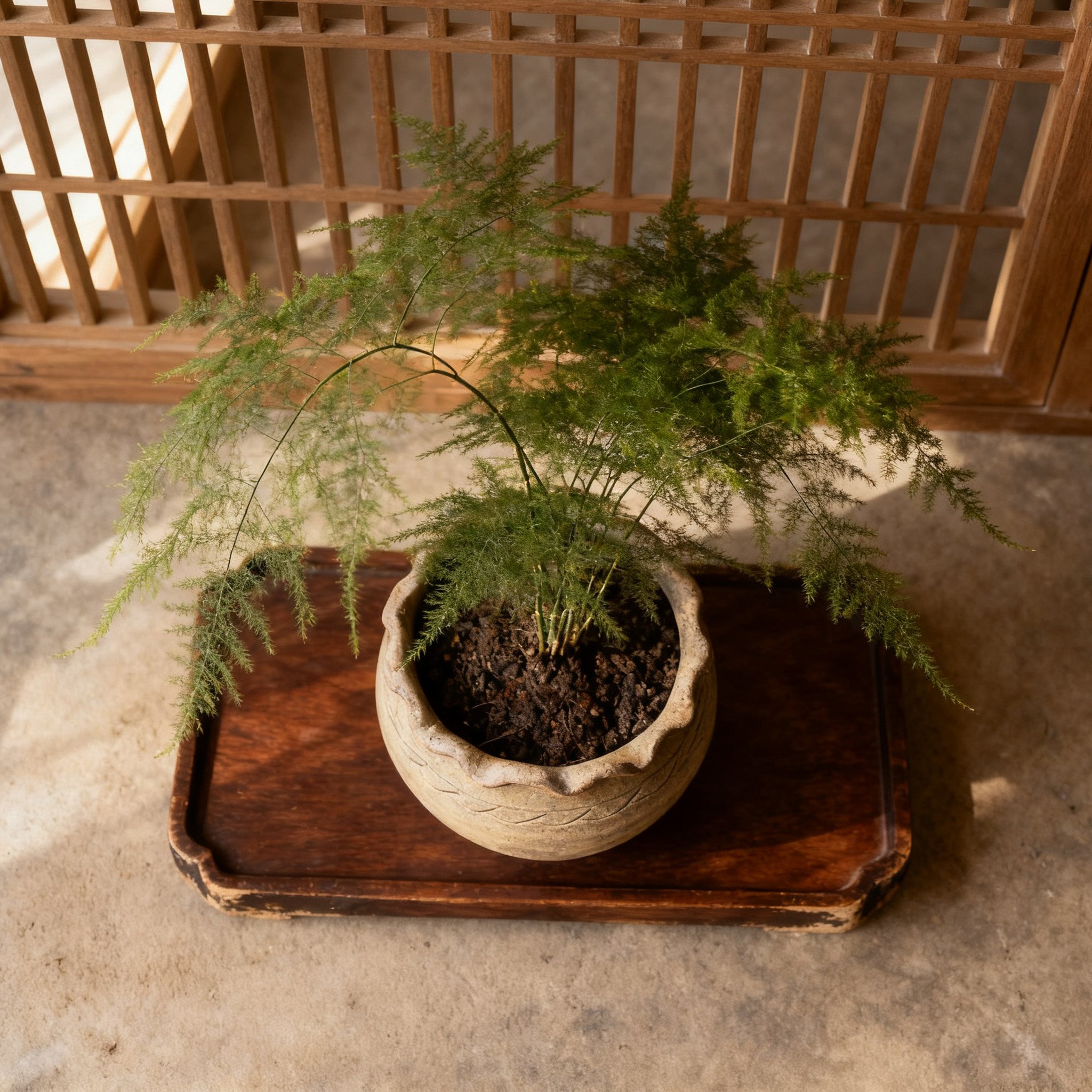 ต้นเฟินตกแต่งบ้านในกระถาง