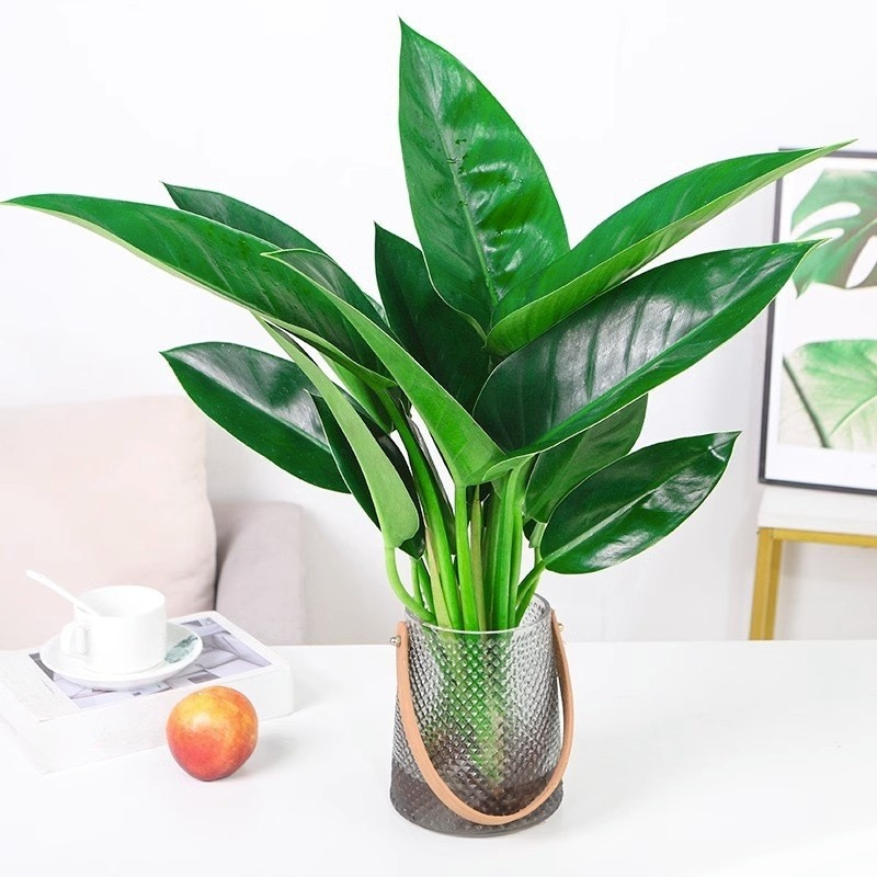Hydroponically grown Philodendron 'Green Princess'