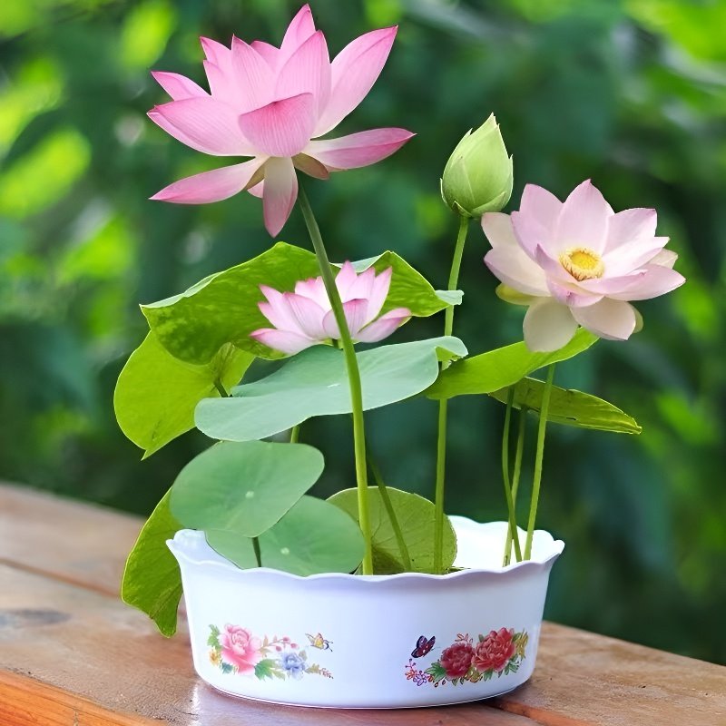 실내 수경재배 화분 연꽃씨