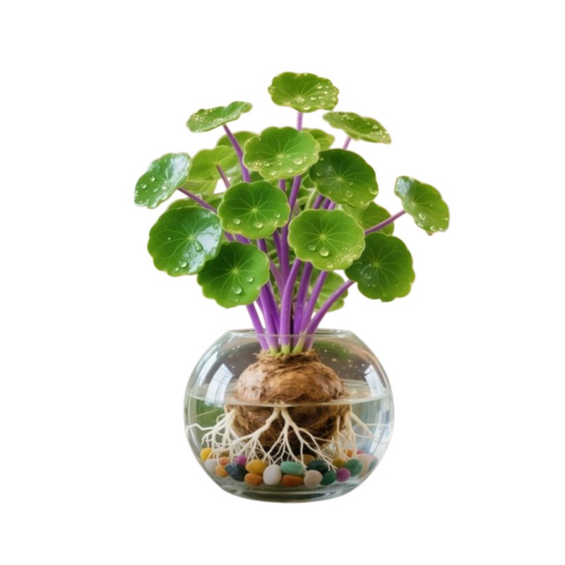 수경 관엽 식물