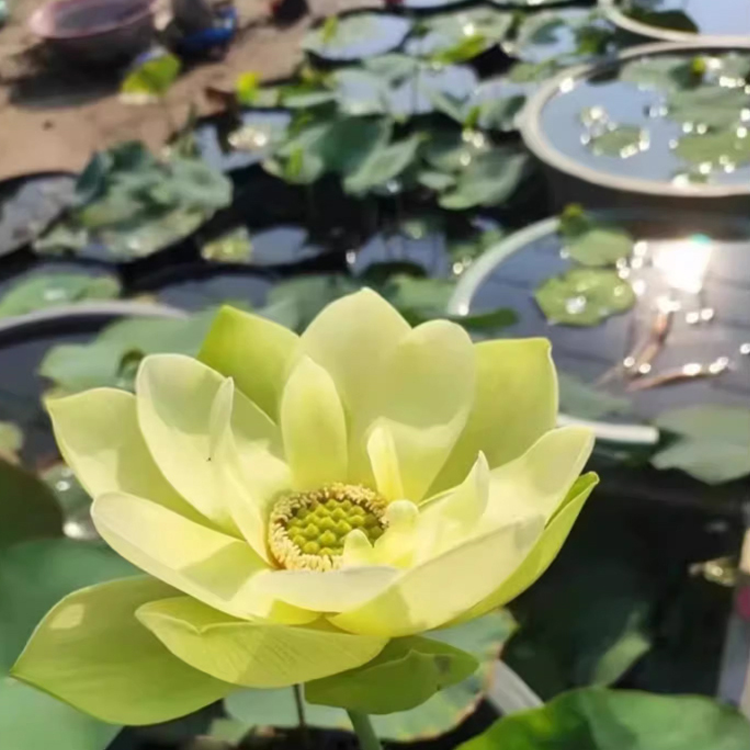 คู่มือฉบับสมบูรณ์สำหรับการปลูกต้นบัวในกระถาง