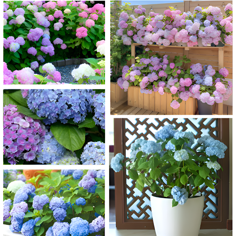 Plántulas variadas de hortensia