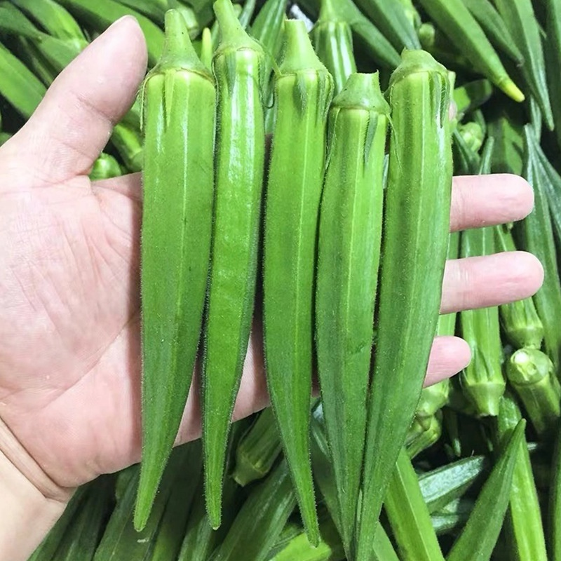 Four Seasons Balcony Okra Seeds