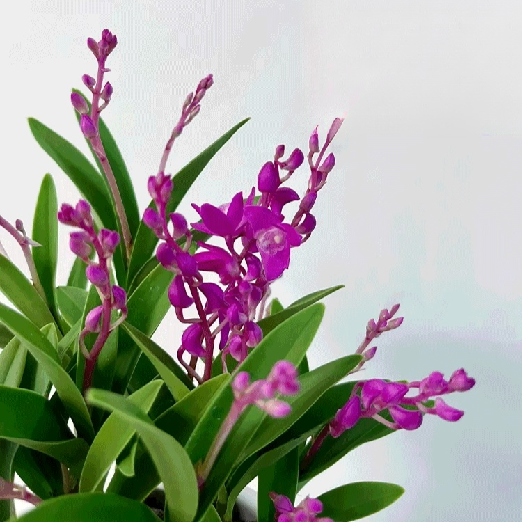 덴드로비움 꽃과 녹색 식물