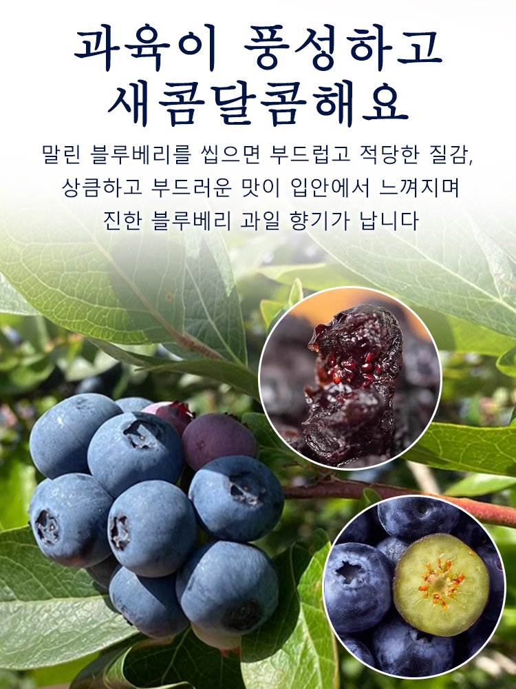 무설탕 블루베리 야생 과일 말린 것 설탕 얼룩 큰 과일 노소 누구나 말린 것