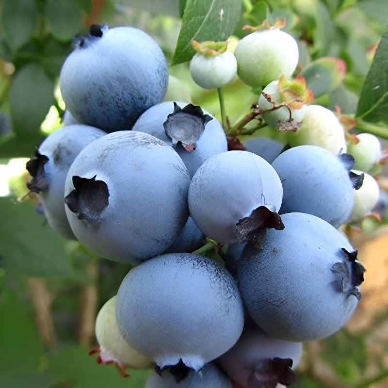 藍美一號苔蘚藍美苗