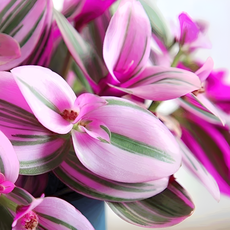 보라색 거미 식물