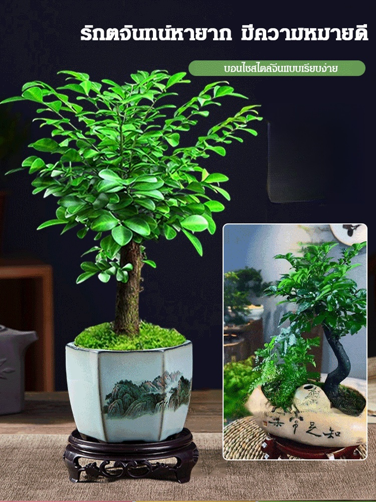 รักตจันทน์ หายาก ความหมายดี