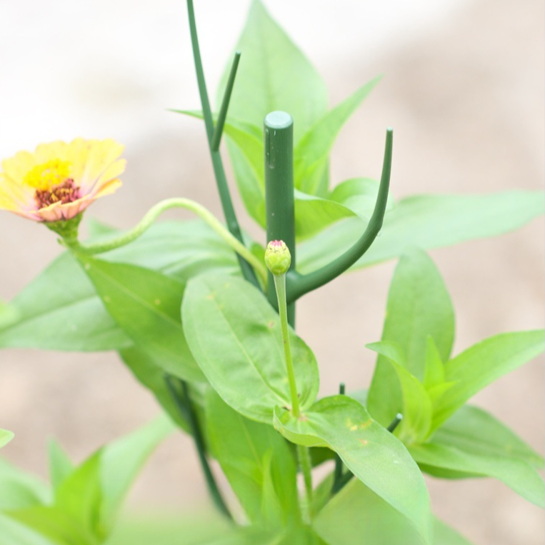 植物の支柱