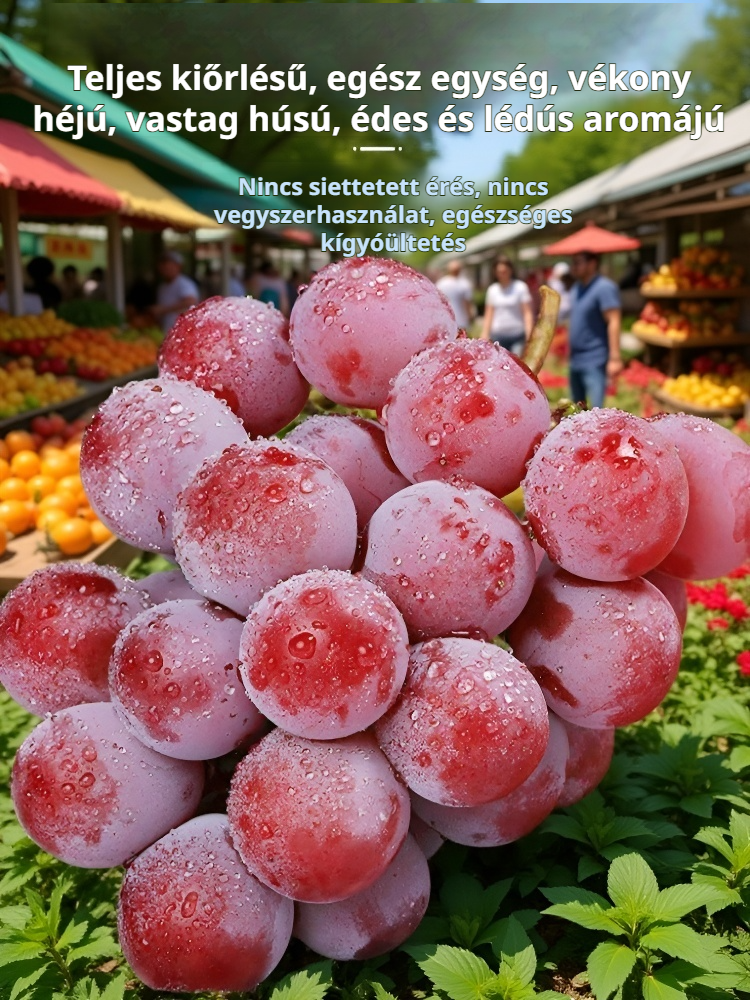 Saját borillatú Nina Királynő szőlőpalánta