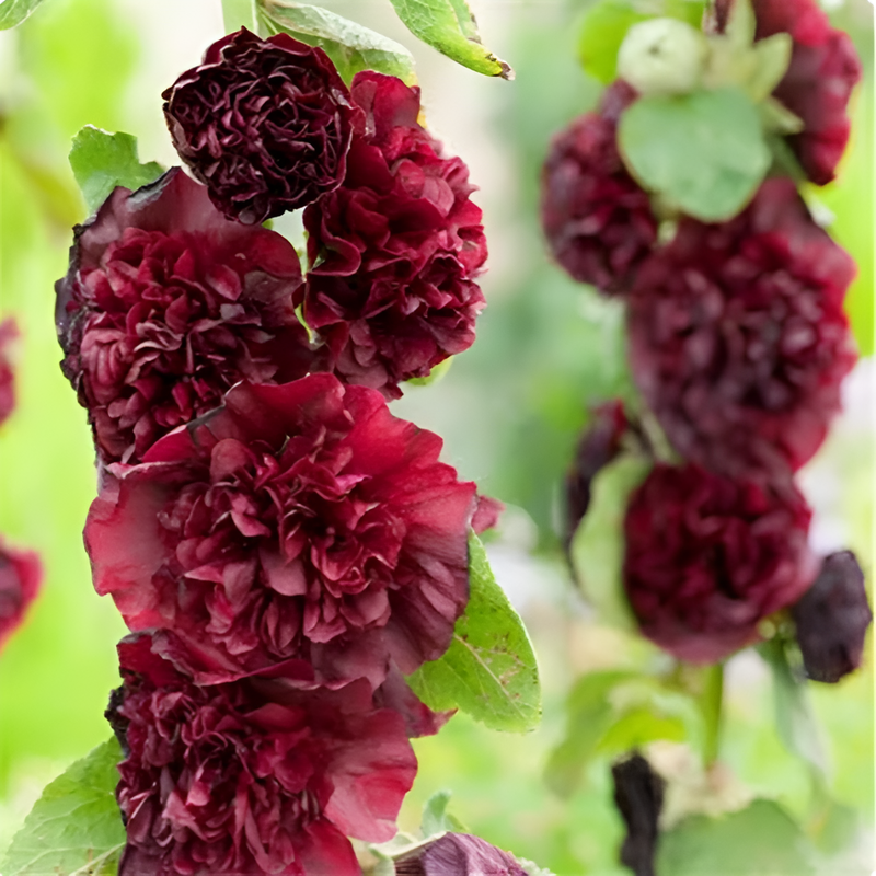 Semillas de Alcea para maceta o balcón