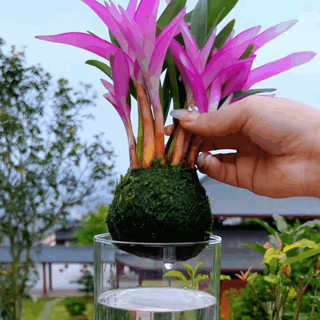 香水石斛蘭改善睡眠綠植淨化空氣