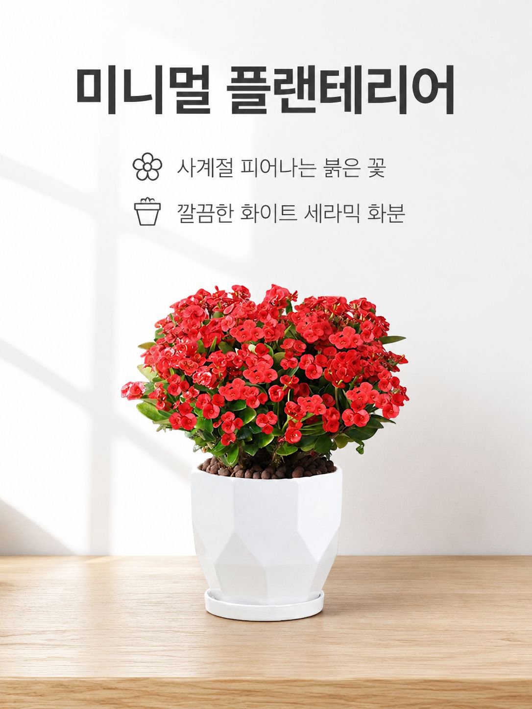실내 베란다 사계절 개화 선인장매화 화분식물