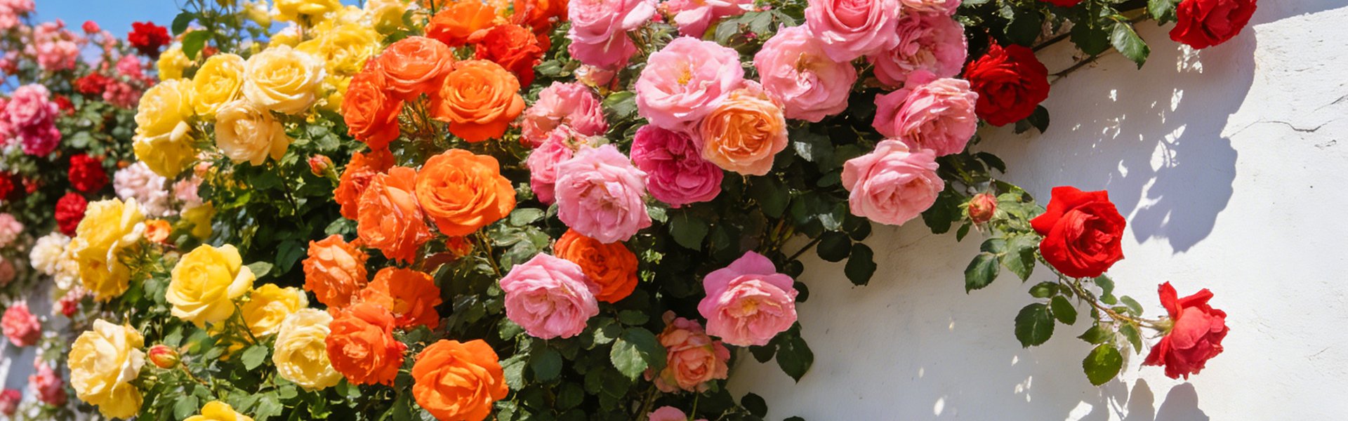 Online shopping MALL