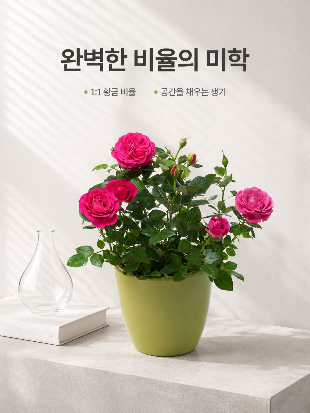 혼합 색상 장미 화분 식물