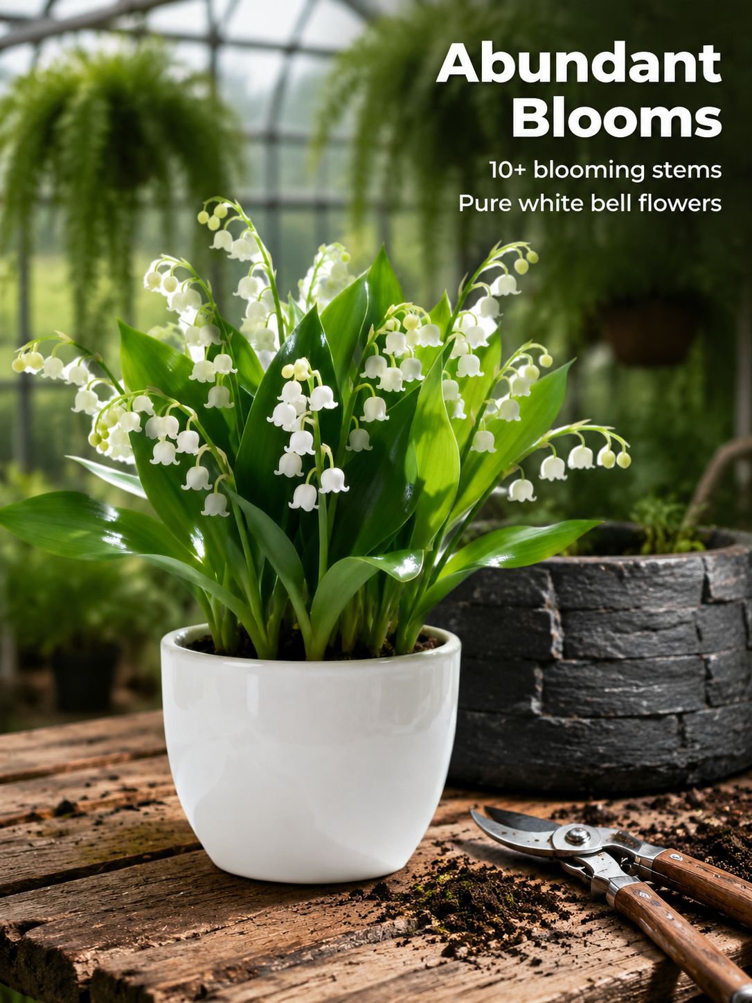 Fragrant Lily of the Valley bulbs