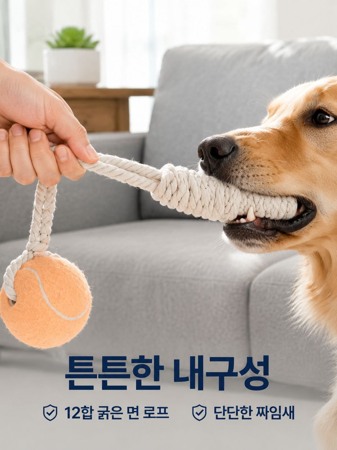 반려동물 치아 청소 인터랙티브 테니스
