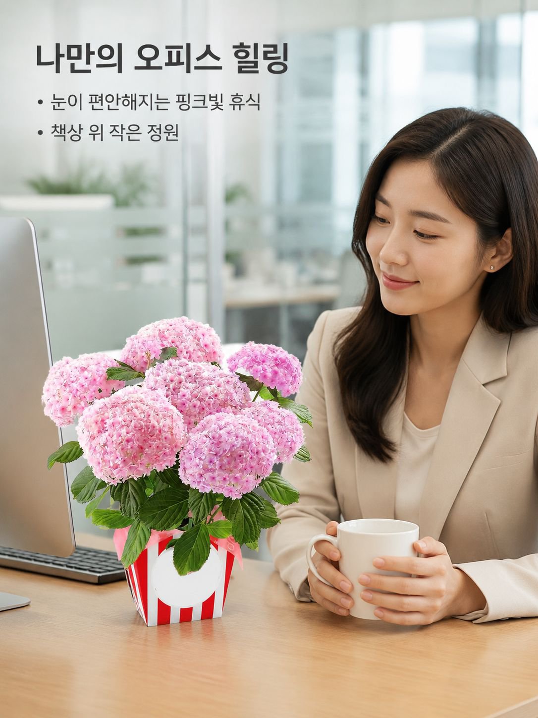 화분에 심은 수국