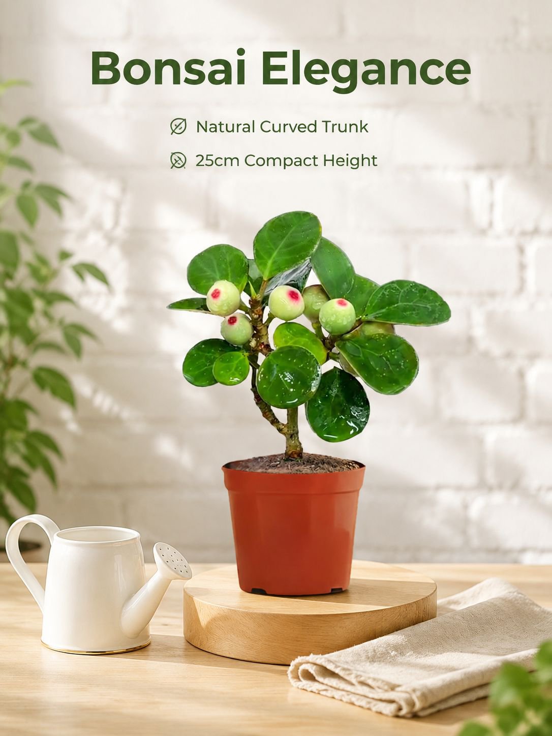 Bodhi green potted plants