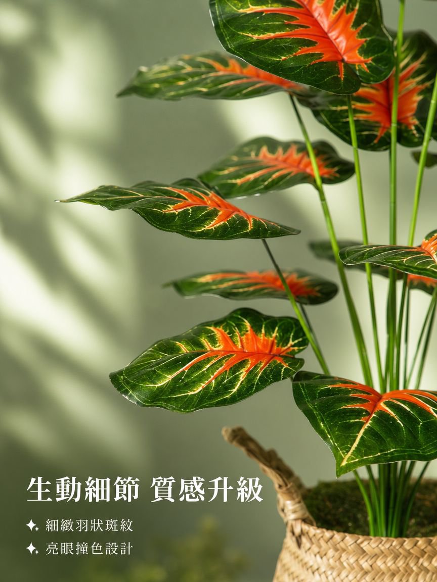 大型地面觀葉植物