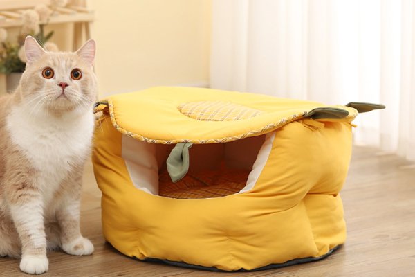 최신 펫용품 온라인 쇼핑몰 – 반려동물 필수 아이템 모음,주방 필수품 해외직구 – 트렌디한 키친 아이템 특가,편안한 침실 완성 – 인기 침구 세트 온라인 구매