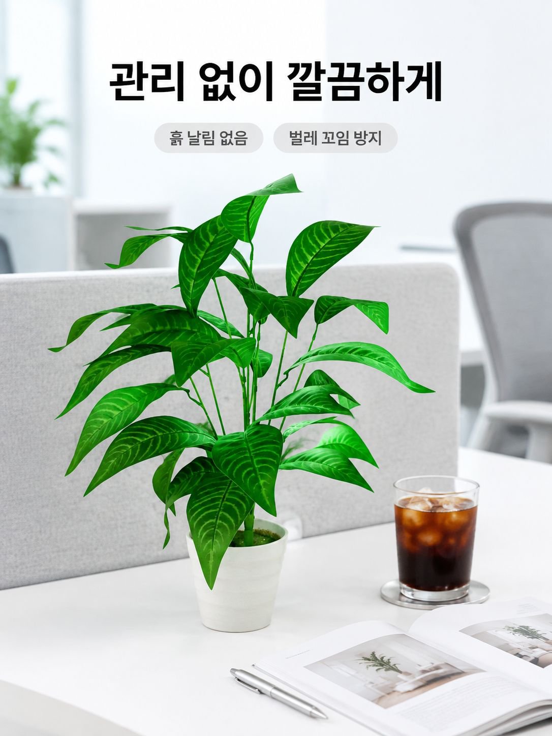 몬스테라 델리시오사 분재