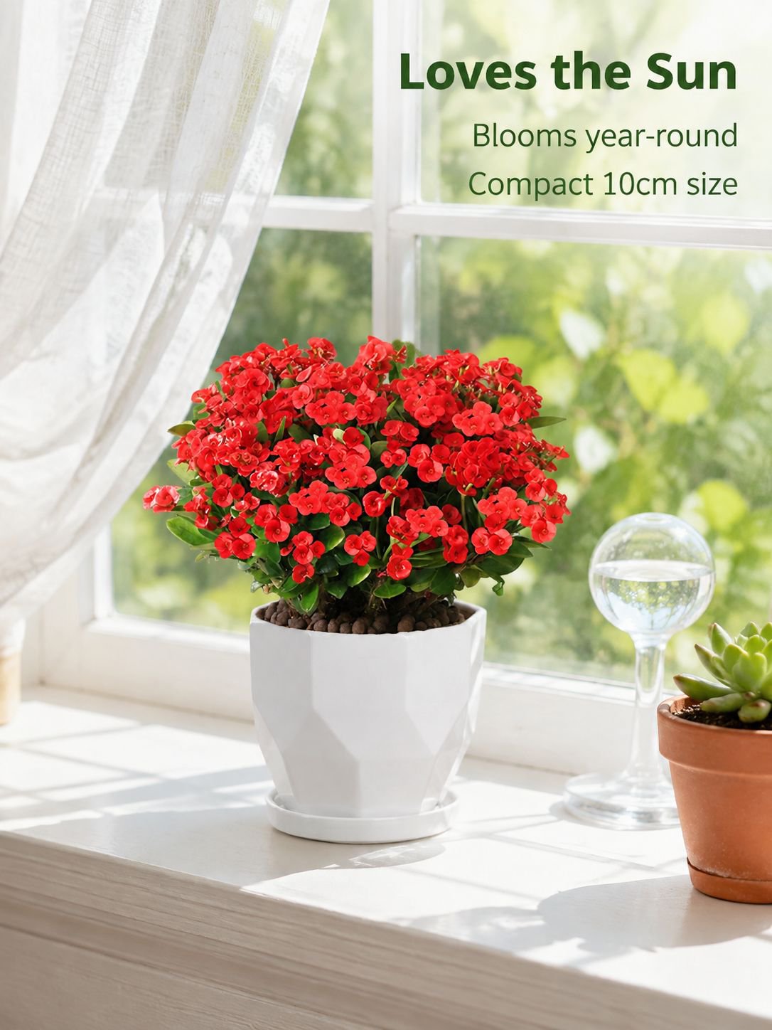 Four Seasons Blooming Crown of Thorns Bonsai