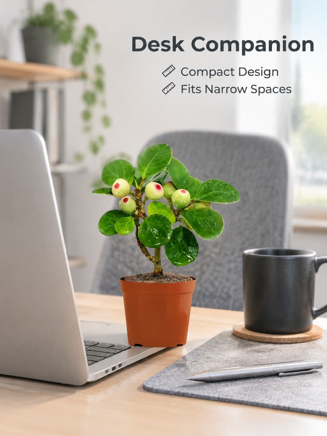Bodhi green potted plants