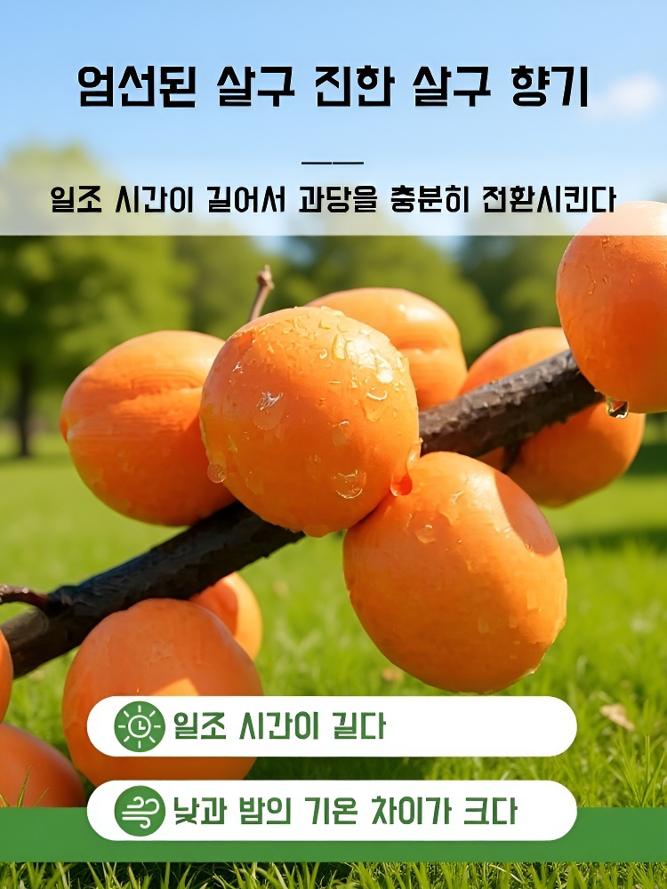 일본 최고 살구의 고장 특대 건살구