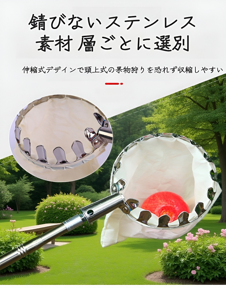 高所の果物を収穫する伸縮フルーツピッカーの使用例